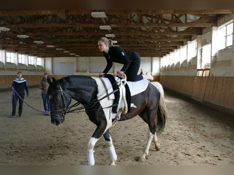 Latvian Warmblood Gelding 6 years 16,2 hh Pinto in Ganschow