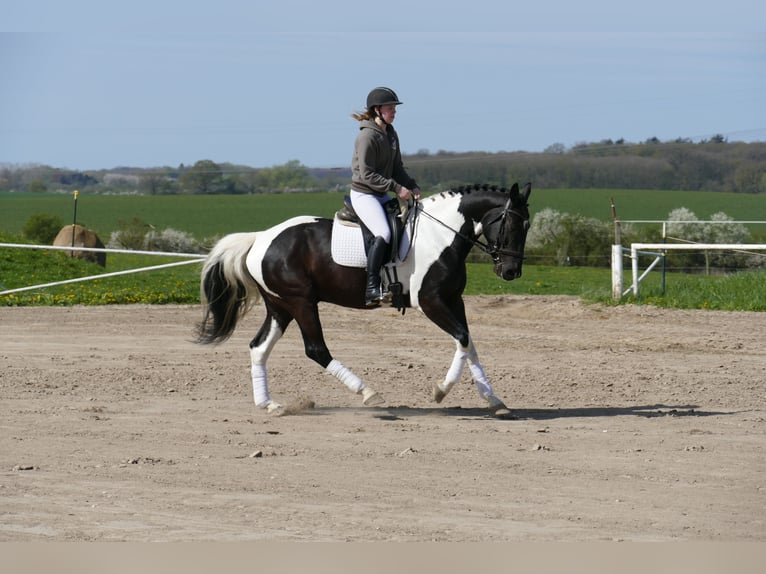 Latvian Warmblood Gelding 6 years 16,2 hh Pinto in Ganschow