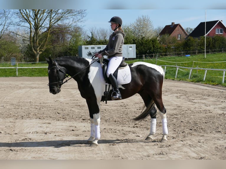 Latvian Warmblood Gelding 6 years 16,2 hh Pinto in Ganschow