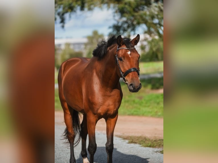 Latvian Warmblood Gelding 6 years 16.3 hh Brown in Giebelstadt