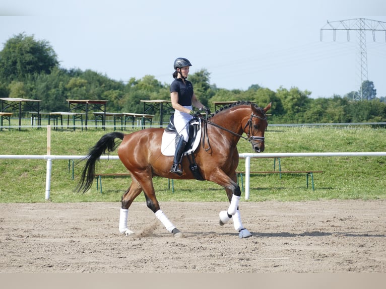 Latvian Warmblood Gelding 6 years 17 hh Brown in Ganschow