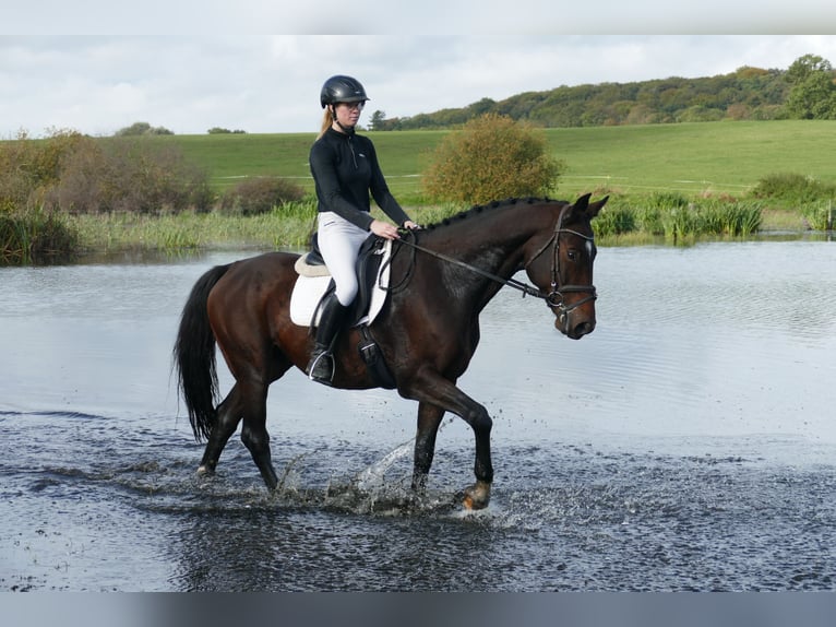 Latvian Warmblood Gelding 7 years 16,1 hh Bay-Dark in Ganschow