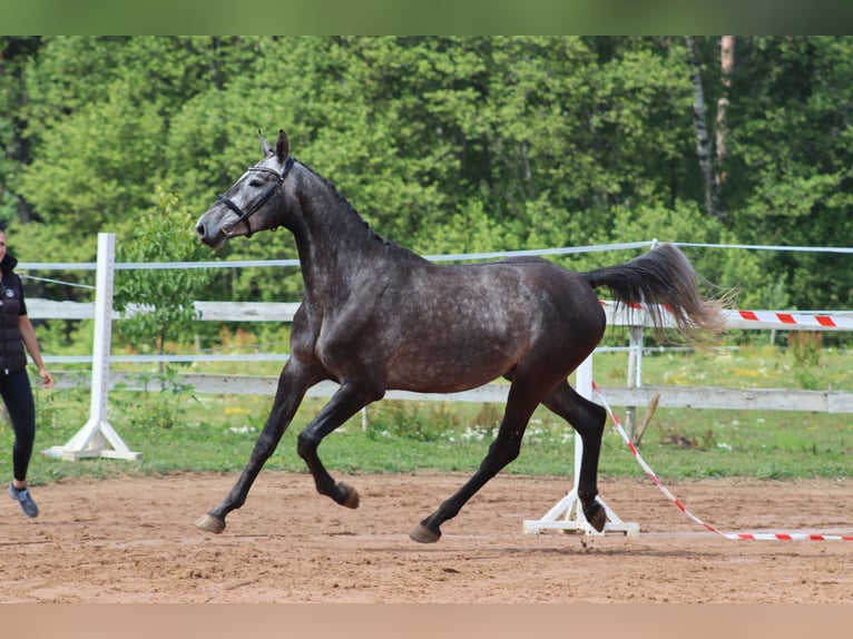 Latvian Warmblood Gelding 7 years 16.1 hh Grey in Ogre