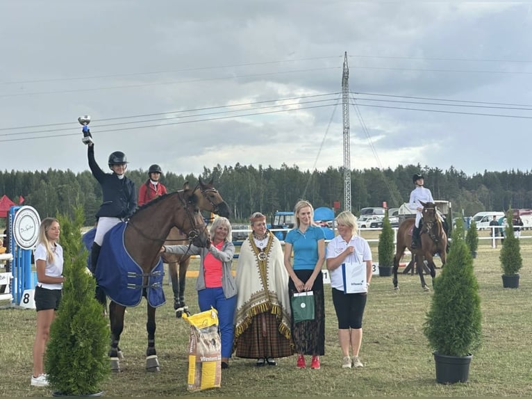 Latvian Warmblood Gelding 7 years 16 hh Brown in Valdlauci