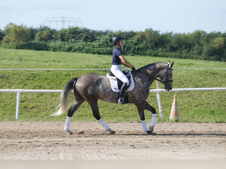 Latvian Warmblood Gelding 7 years 16,1 hh Grey in Ganschow