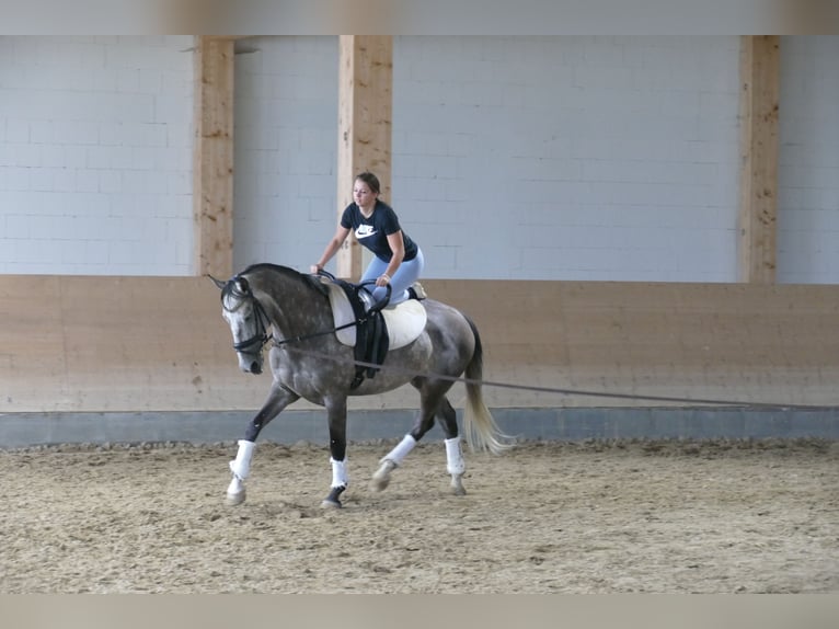 Latvian Warmblood Gelding 7 years 16,1 hh Grey in Ganschow
