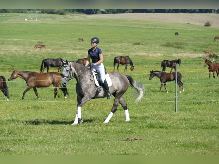 Latvian Warmblood Gelding 7 years 16,1 hh Grey in Ganschow