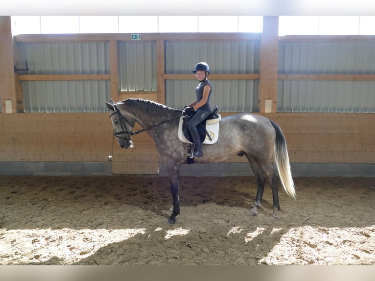 Latvian Warmblood Gelding 7 years 16,1 hh Grey in Ganschow