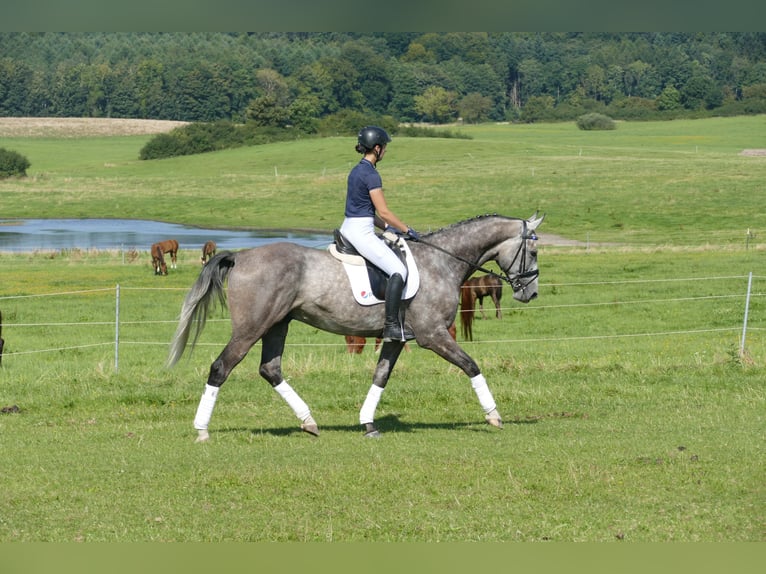Latvian Warmblood Gelding 7 years 16,1 hh Grey in Ganschow