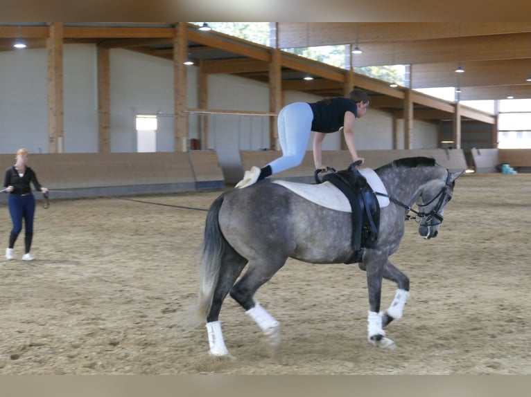 Latvian Warmblood Gelding 7 years 16,1 hh Grey in Ganschow