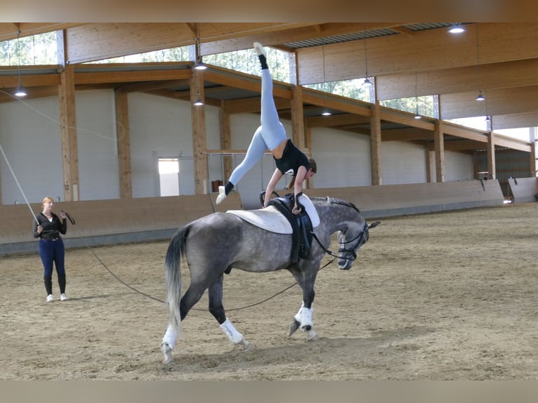 Latvian Warmblood Gelding 7 years 16,1 hh Grey in Ganschow
