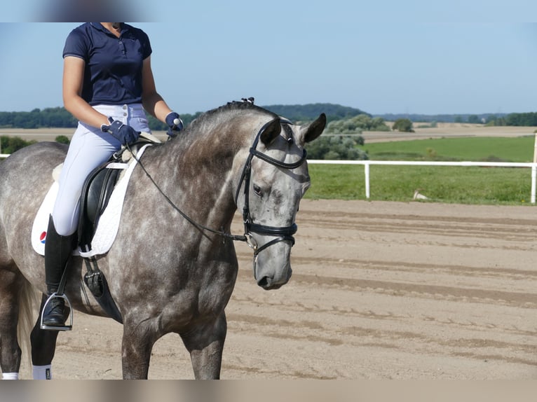 Latvian Warmblood Gelding 7 years 16,1 hh Grey in Ganschow