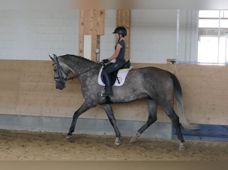 Latvian Warmblood Gelding 7 years 16,1 hh Grey in Ganschow