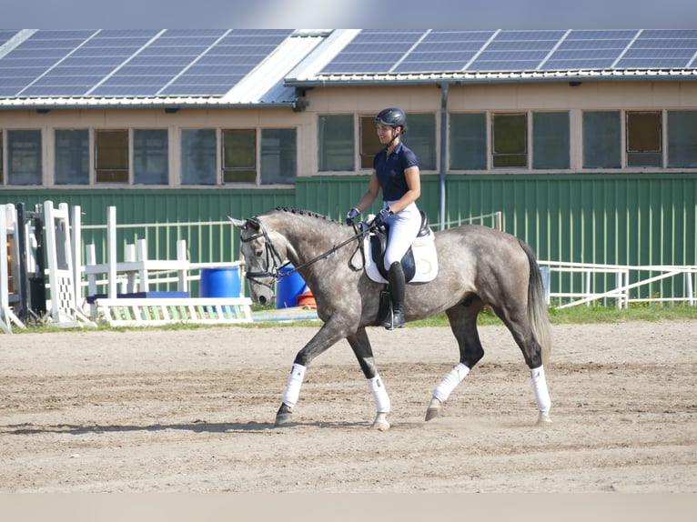Latvian Warmblood Gelding 7 years 16,1 hh Grey in Ganschow