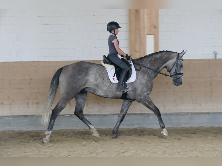 Latvian Warmblood Gelding 7 years 16,1 hh Grey in Ganschow