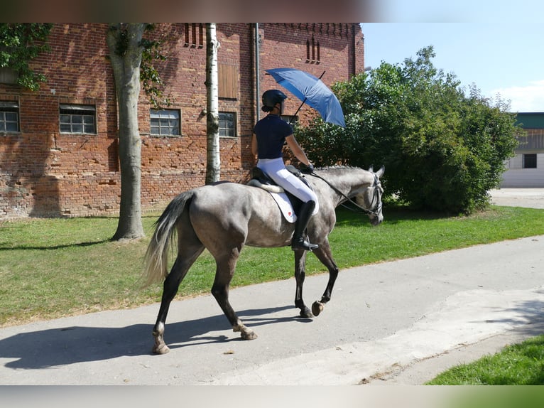 Latvian Warmblood Gelding 7 years 16,1 hh Grey in Ganschow