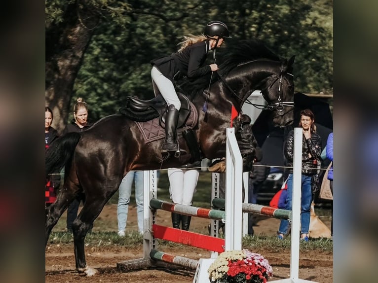 Latvian Warmblood Gelding 7 years 16,2 hh Black in Madona