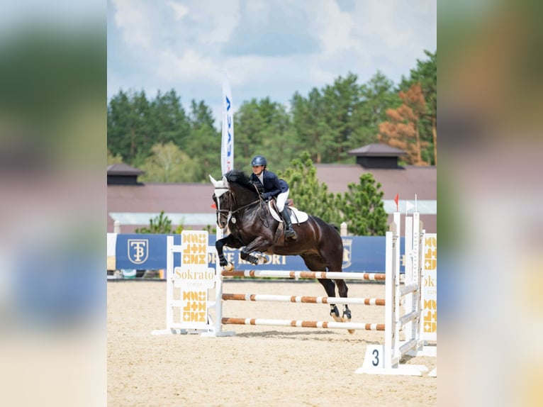 Latvian Warmblood Gelding 7 years 17,1 hh Black in Ganschow