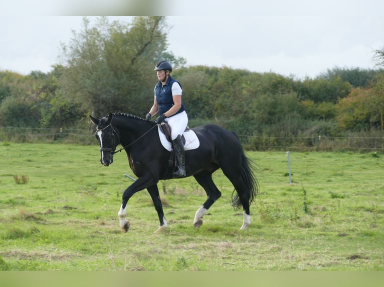 Latvian Warmblood Gelding 7 years 17,1 hh Black in Ganschow
