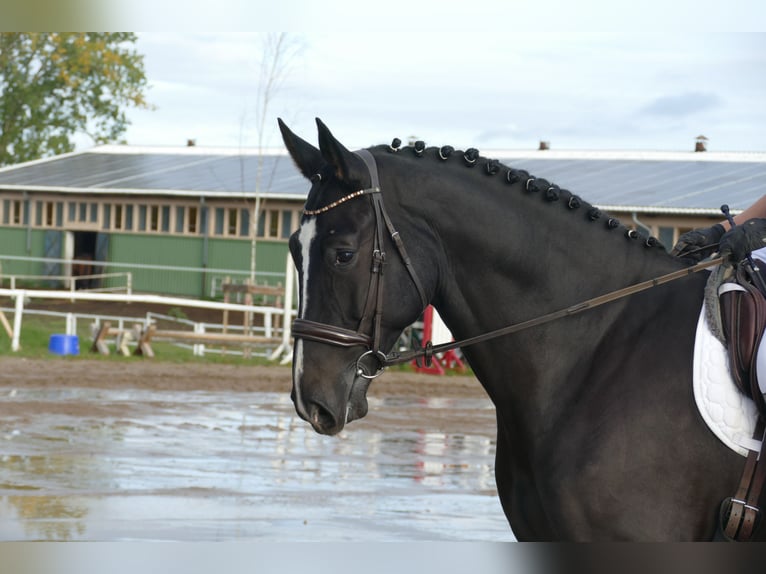 Latvian Warmblood Gelding 7 years 17,1 hh Black in Ganschow