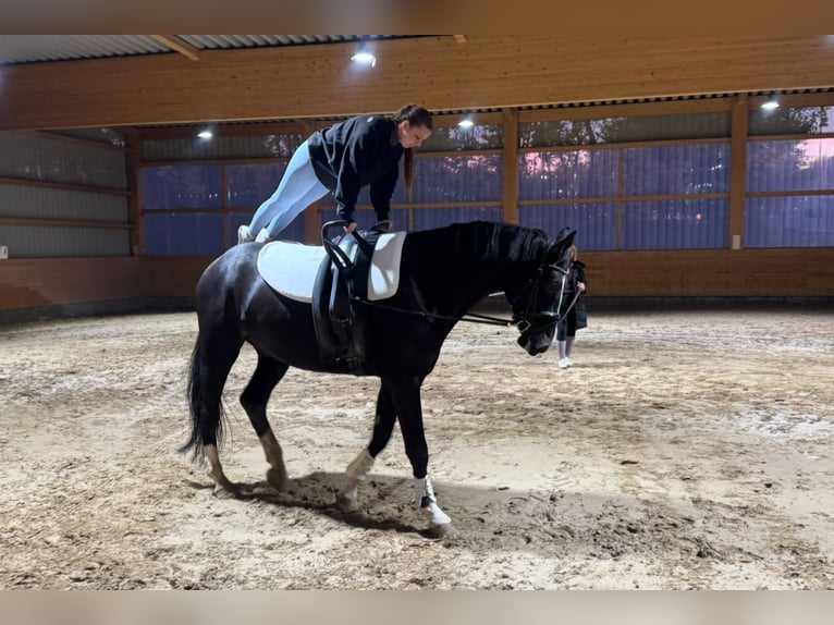 Latvian Warmblood Gelding 7 years 17,1 hh Black in Ganschow
