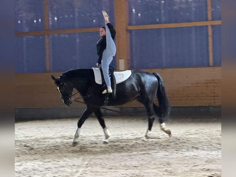 Latvian Warmblood Gelding 7 years 17,1 hh Black in Ganschow