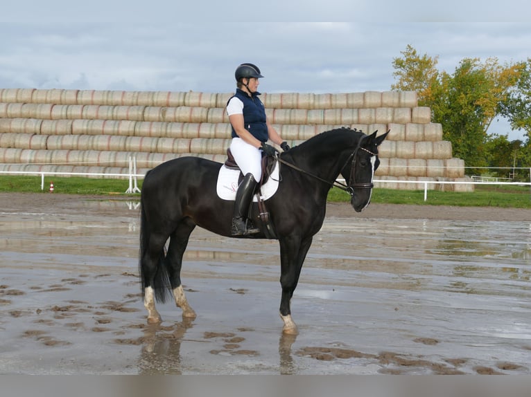 Latvian Warmblood Gelding 7 years 17,1 hh Black in Ganschow