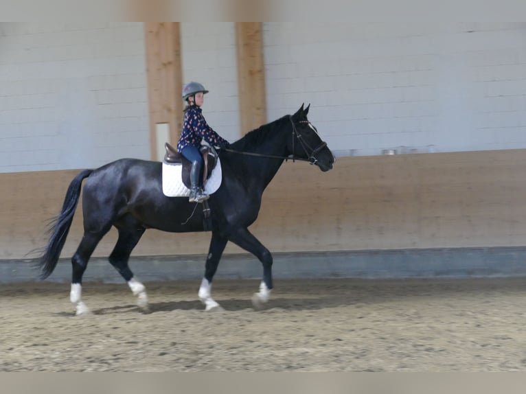 Latvian Warmblood Gelding 7 years 17,1 hh Black in Ganschow