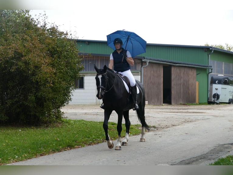 Latvian Warmblood Gelding 7 years 17,1 hh Black in Ganschow
