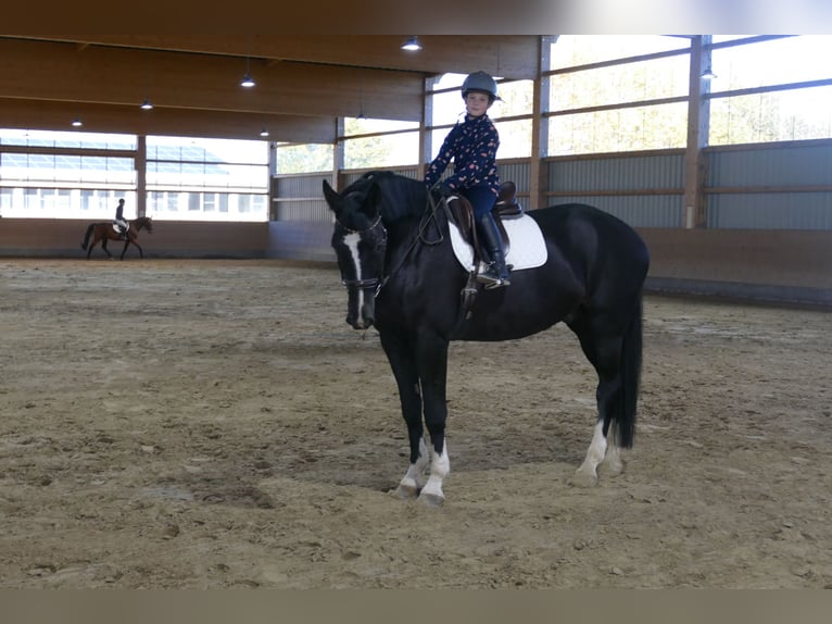 Latvian Warmblood Gelding 7 years 17,1 hh Black in Ganschow