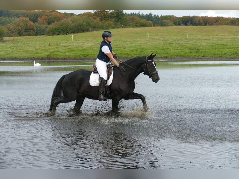 Latvian Warmblood Gelding 7 years 17,1 hh Black in Ganschow