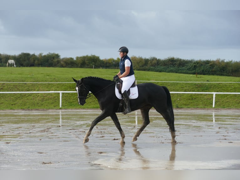 Latvian Warmblood Gelding 7 years 17,1 hh Black in Ganschow