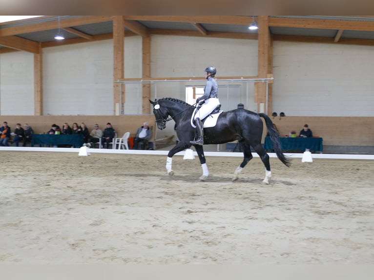 Latvian Warmblood Gelding 7 years 17,1 hh Black in Ganschow