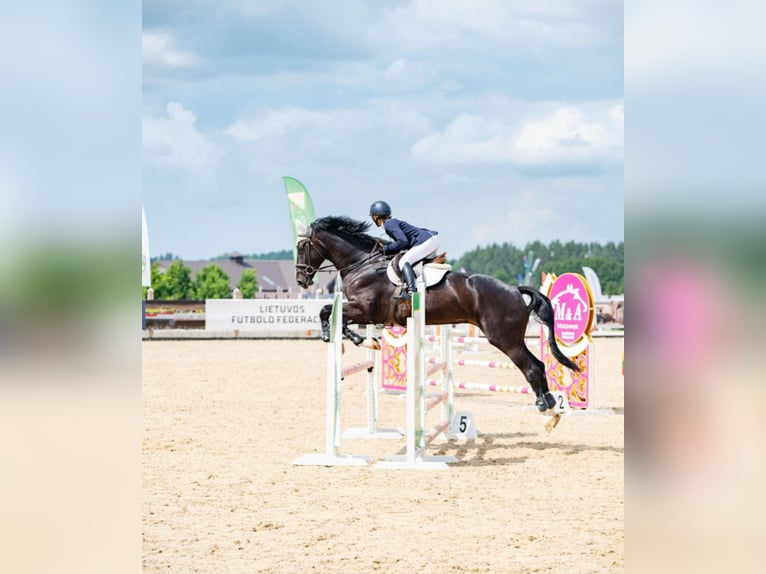 Latvian Warmblood Gelding 7 years 17,1 hh Black in Ganschow