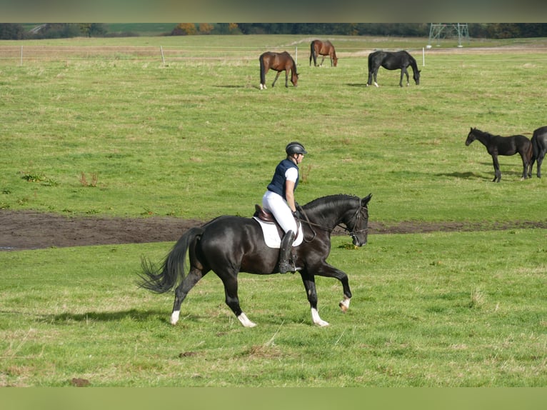 Latvian Warmblood Gelding 7 years 17,1 hh Black in Ganschow