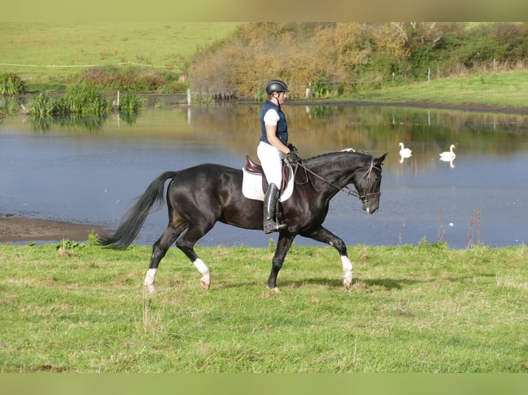 Latvian Warmblood Gelding 7 years 17,1 hh Black in Ganschow