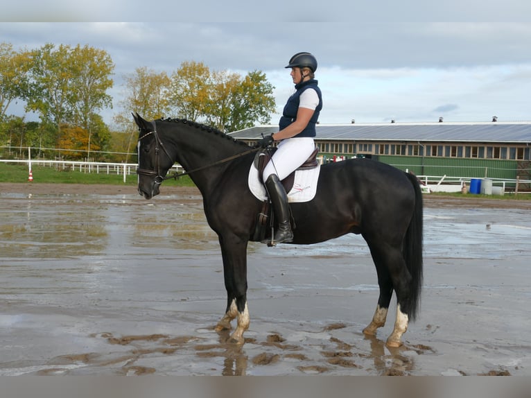 Latvian Warmblood Gelding 7 years 17,1 hh Black in Ganschow