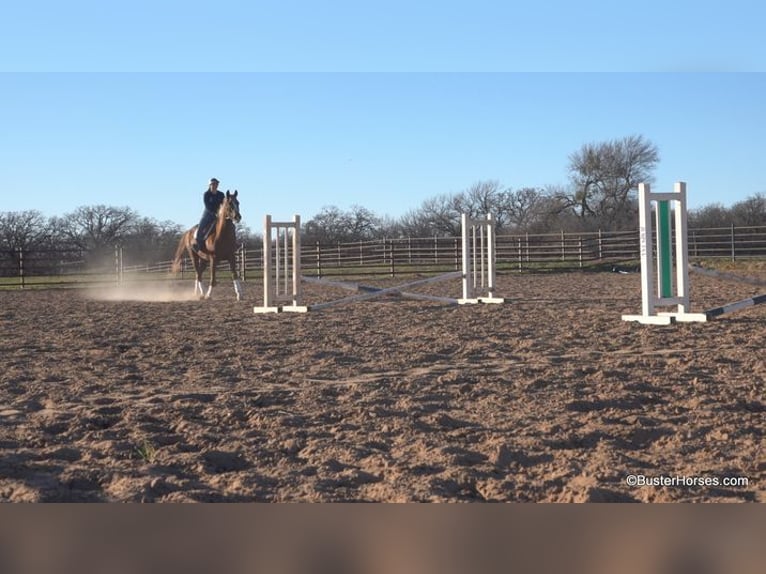 Latvian Warmblood Gelding 8 years 14 hh Chestnut in Farmville