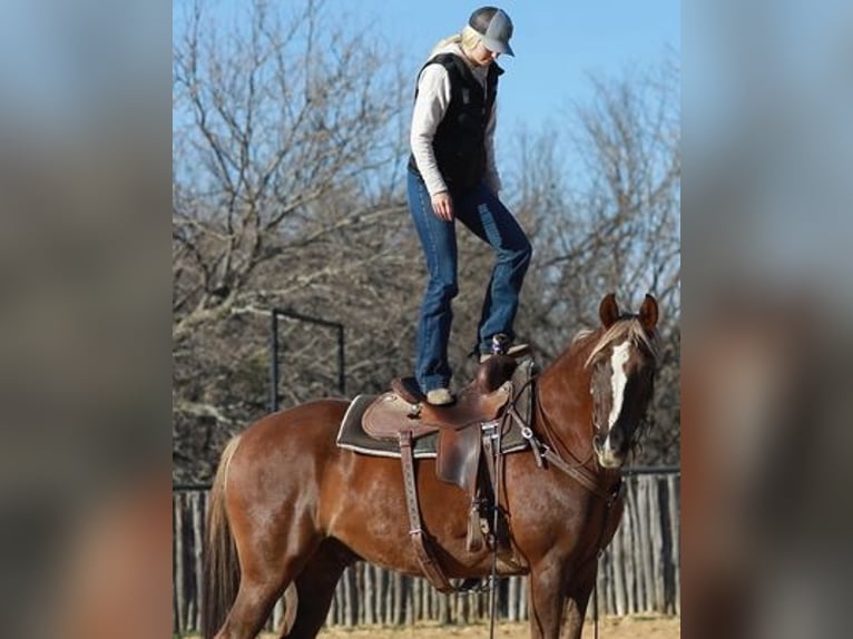 Latvian Warmblood Gelding 8 years 14 hh Chestnut in Farmville