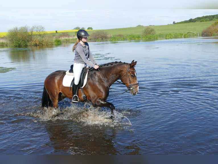 Latvian Warmblood Gelding 8 years 15.2 hh Bay-Dark in Ganschow