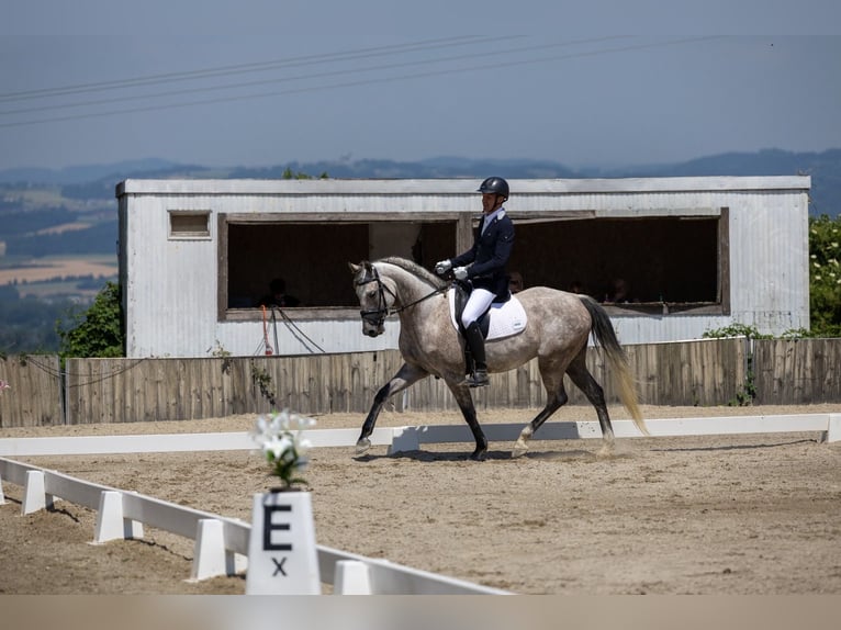 Latvian Warmblood Gelding 8 years 16 hh Grey-Dapple in Wolfern