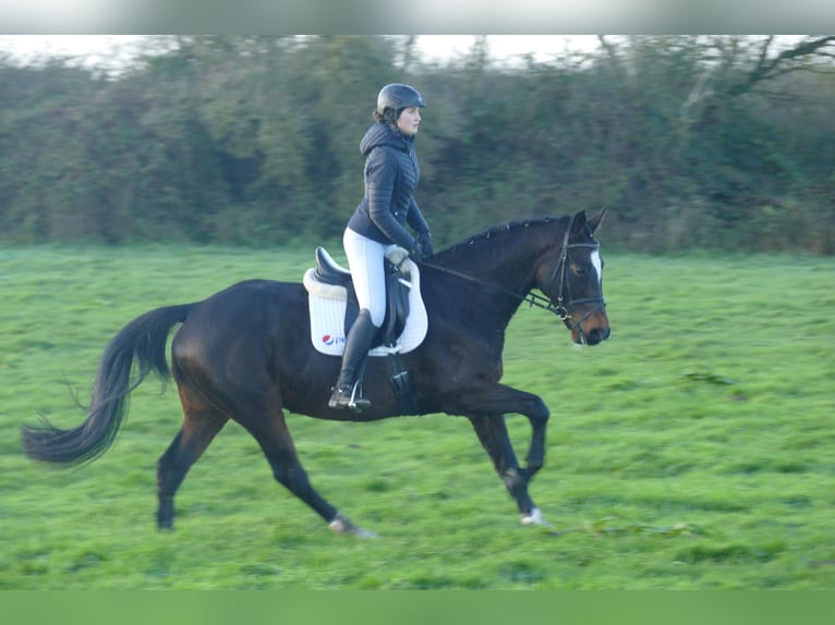 Latvian Warmblood Gelding 9 years 16,1 hh Bay-Dark in Ganschow