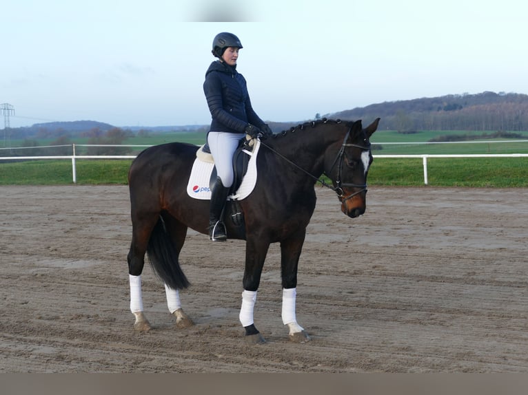 Latvian Warmblood Gelding 9 years 16,1 hh Bay-Dark in Ganschow