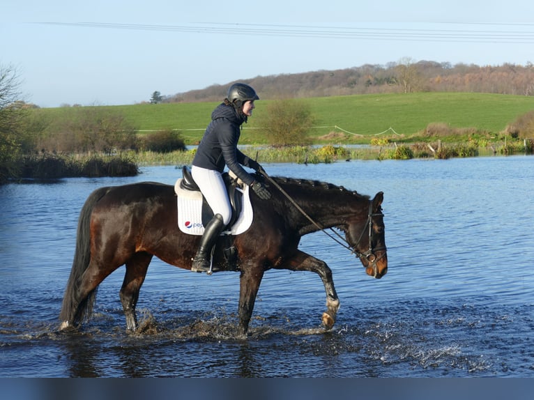 Latvian Warmblood Gelding 9 years 16,1 hh Bay-Dark in Ganschow