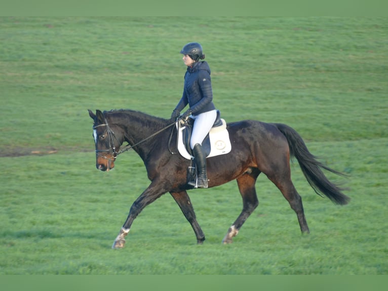 Latvian Warmblood Gelding 9 years 16,1 hh Bay-Dark in Ganschow