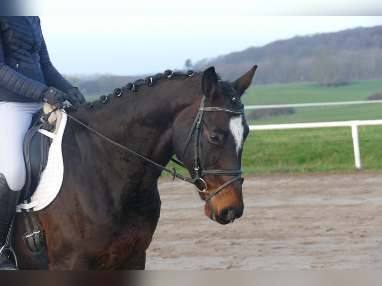 Latvian Warmblood Gelding 9 years 16,1 hh Bay-Dark in Ganschow