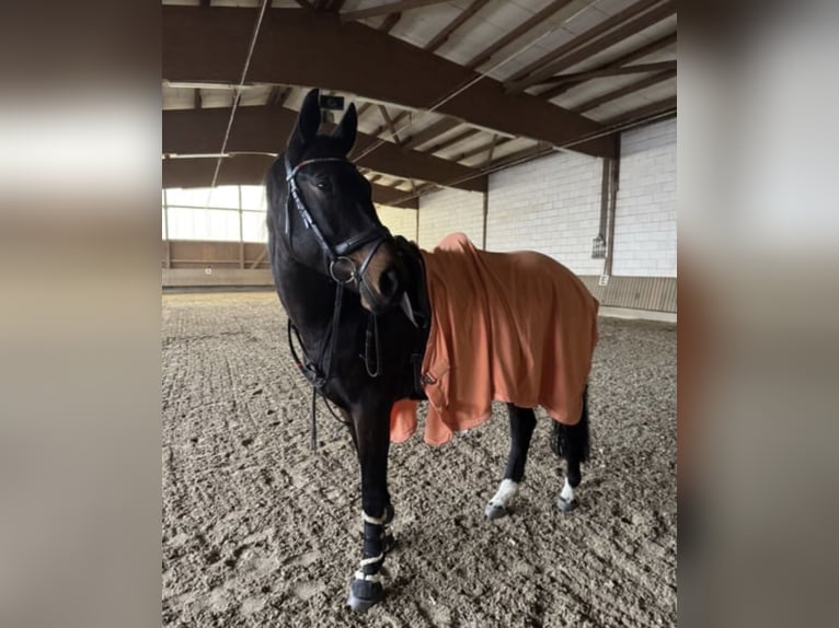 Latvian Warmblood Gelding 9 years 16.2 hh Bay-Dark in Bad Soden am Taunus