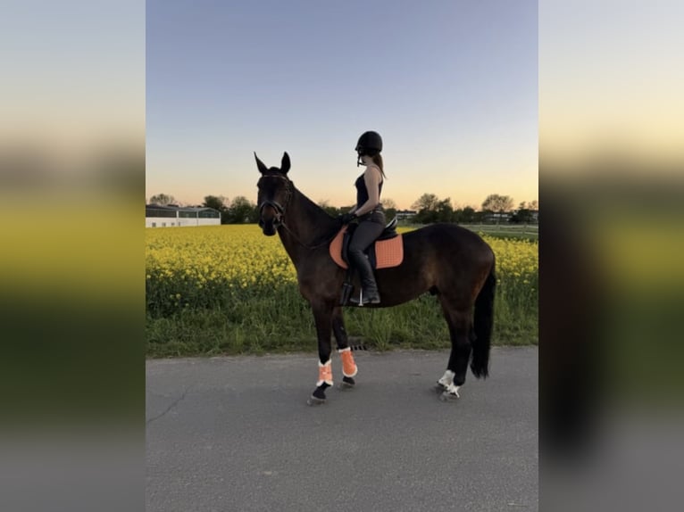 Latvian Warmblood Gelding 9 years 16.2 hh Bay-Dark in Bad Soden am Taunus