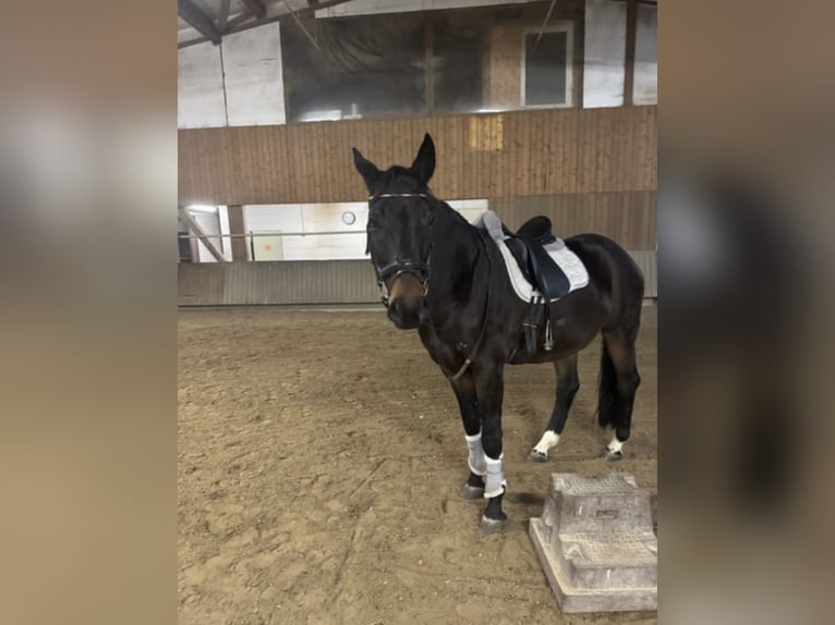 Latvian Warmblood Gelding 9 years 16.2 hh Bay-Dark in Bad Soden am Taunus
