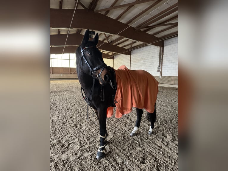 Latvian Warmblood Gelding 9 years 16.2 hh Bay-Dark in Sulzbach